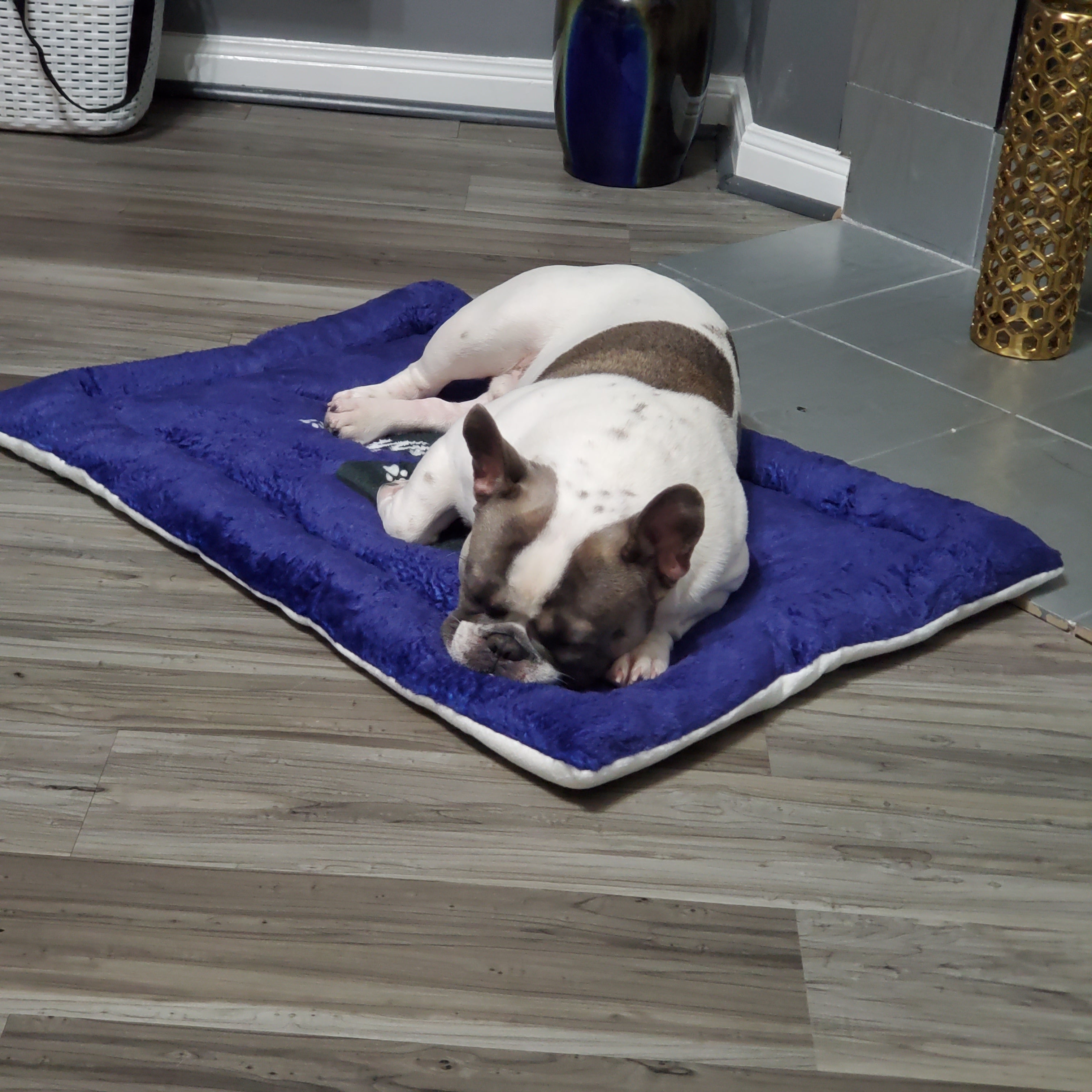 Pucci Vuitton Steps 2 Greatness Pet Bed