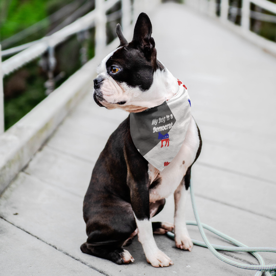 democratic dog, frenchie photos, republican, bandana, presidential candidates, president, Democrats are fighting for a better, fairer, and brighter future